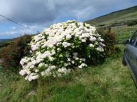 schneeweise Hortensien