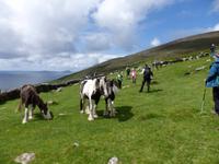 Auch Pferde stehen auf den Wiesen