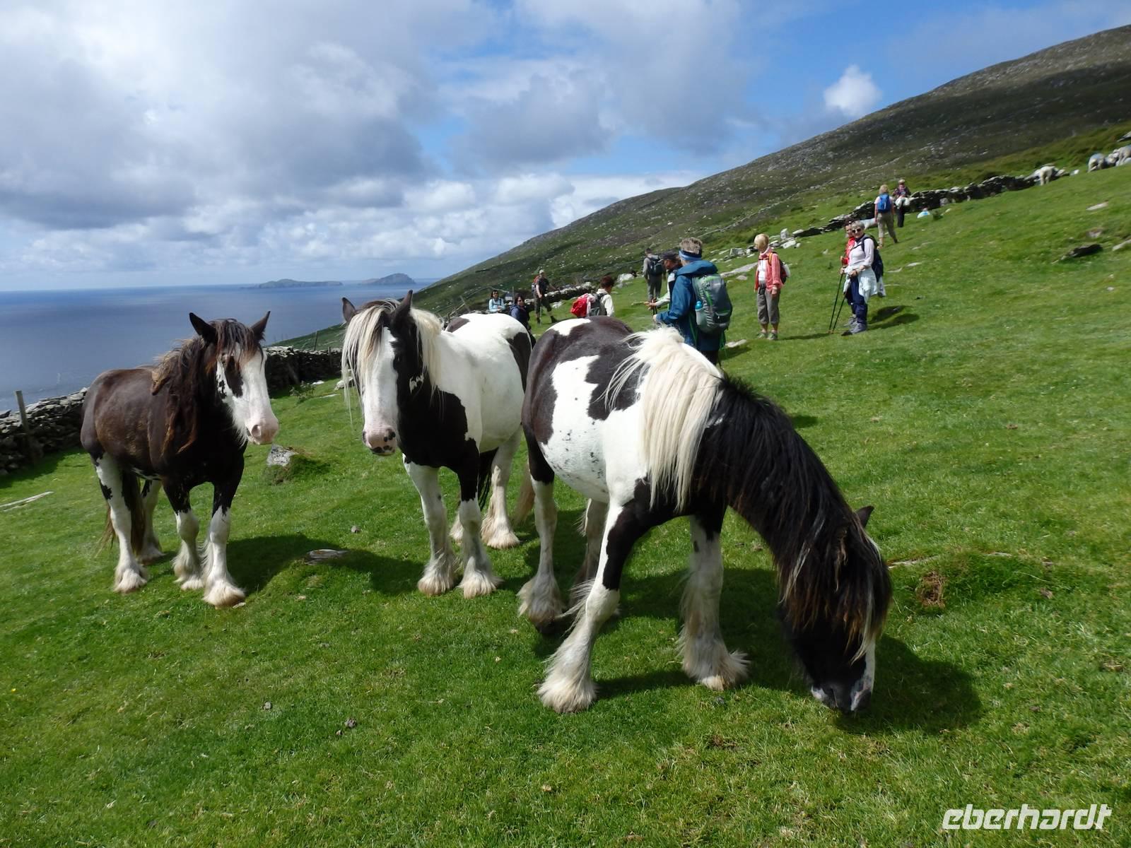 Auch Pferde stehen auf den Wiesen