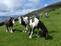 Auch Pferde stehen auf den Wiesen