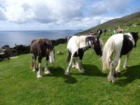Auch Pferde stehen auf den Wiesen