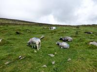 Jeder Schäfer hat seine Schafe farbig markiert