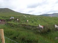 auf der Old Kenmare Road