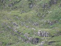 rechts oben Schafe auf der Old Kenmare Road