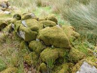 im Killarney Nationalpark