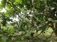 im Killarney Nationalpark