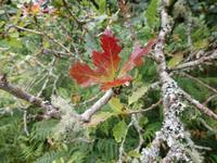 im Killarney Nationalpark