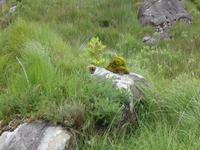 im Killarney Nationalpark