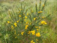 im Killarney Nationalpark