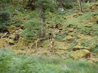 im Killarney Nationalpark