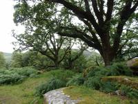 alte Eichen im Kilkenney Nationalpark