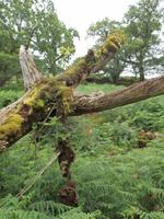 im Killarney Nationalpark