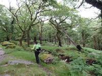 im Killarney Nationalpark