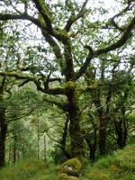 im Killarney Nationalpark