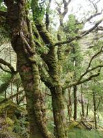 im Killarney Nationalpark