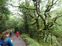 im Killarney Nationalpark