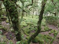 im Killarney Nationalpark