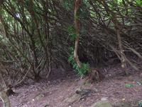 im Killarney Nationalpark