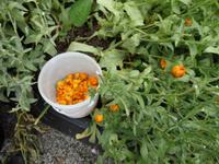 auf dem Anwesen von Jan