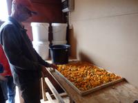 die Blüten werden getrocknet