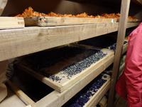 die Blüten werden getrocknet