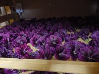 die Blüten werden getrocknet