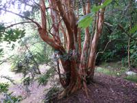 auf der Garinish Insel