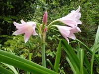 auf der Garinish Insel