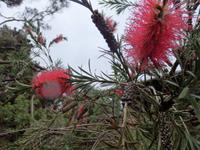 auf der Garinish Insel