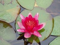 auf der Garinish Insel