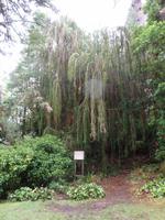 auf der Garinish Insel