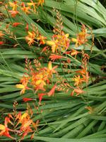 auf der Garinish Insel