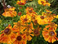 auf der Garinish Insel