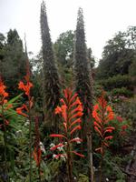 auf der Garinish Insel