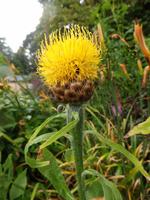 auf der Garinish Insel