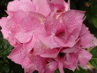 auf der Garinish Insel