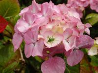 auf der Garinish Insel