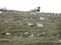 Wanderung Dursey Sound - Allihies