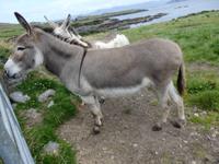 wieder sehen wir zwei Esel