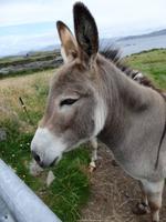 wieder sehen wir zwei Esel