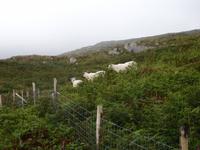Wanderung auf Sheeps Head