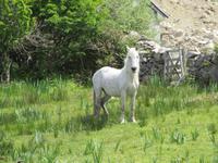 Connemara Pony