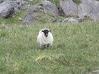 Neugier am Healy Pass