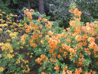 Blütenpach auf Garinish