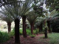 Bamboo Garden in Glengarriff