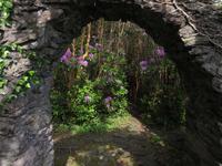 Verwunschener Bamboo Garden Glengarriff