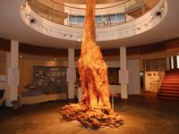  uralter Baumstamm in Ceide Fields