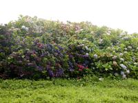  Hortensienhecken in Bantry