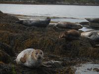  Seals in der Bucht von Glengarriff
