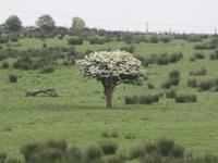 Beim Poulnabrone Dolmen